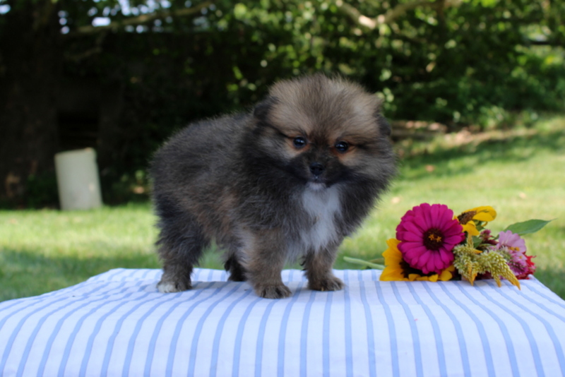 puppy, for, sale, Pomeranian, Matthew B. Stoltzfus, dog, breeder, Gap, PA, dog-breeder, puppy-for-sale, forsale, nearby, find, puppyfind, locator, puppylocator, aca